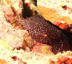 belize taken with dc500 8x closeup by Gregory Roberts 